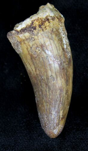 Large Cretaceous Fossil Crocodile Tooth - Morocco #21409